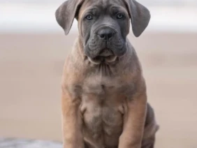 Cachorro Cane Corso llamado Klaus – Macho