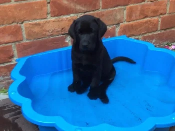 Cachorro Labrador llamado Laney – Hembra