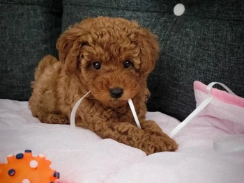 Cachorro Caniche llamado Lila – Miniatura Hembra