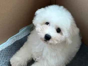 Cachorro Bichon Frise llamado Marnie – Hembra