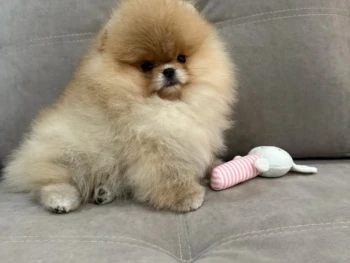Cachorro Pomerania llamado Liesel – Hembra