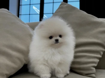 Cachorro Pomerania llamado Bernd – Macho