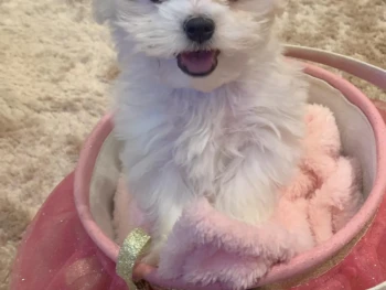 Cachorro Maltese llamado Paris – Hembra