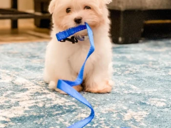 Cachorro Maltese llamado Mookie – Macho