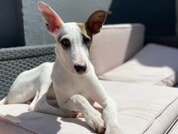 Cachorro Galgo Espanol llamado Numa- Macho