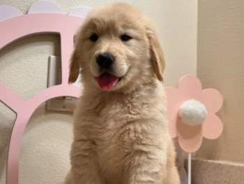 Cachorro Golden Retriever llamado Yamal – Macho