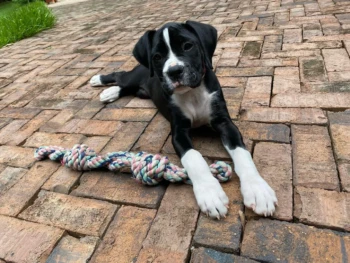Cachorro Boxer llamado Pepper – Macho