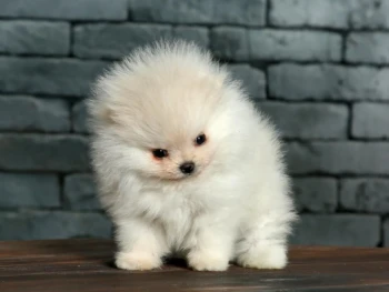 Cachorro Pomerania llamado Hermann – Macho