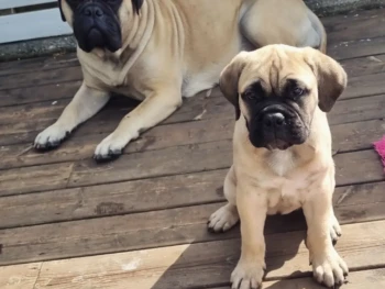 Cachorro Pug llamado Nikita -Hembra