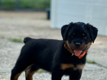 Cachorro Rottweiler llamado Bailey – Macho