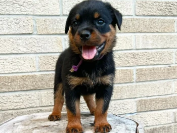 Cachorro Rottweiler llamado Ron  – Macho
