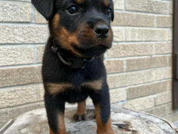 Cachorro Rottweiler llamado Nila- Hembra