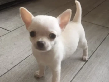 Cachorro Chihuahua llamado Beatrice – Hembra