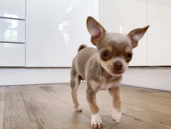 Cachorro Chihuahua llamado jolla (Pelo corto)- hembra