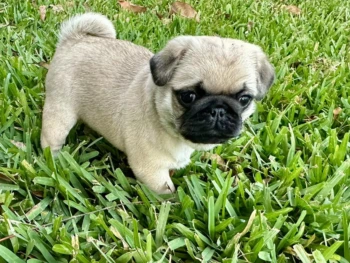 Cachorro Pug llamado Crystal – Hembra