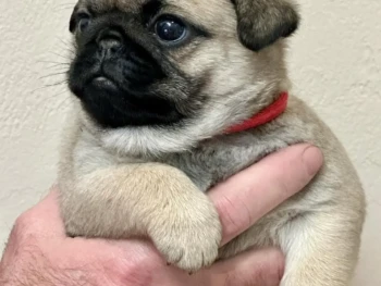 Cachorro Pug llamado Cooper – Macho