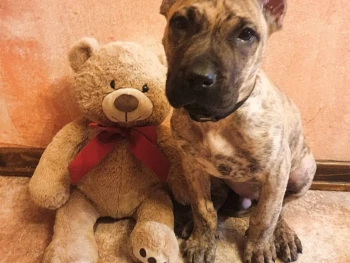 Cachorro Presa Canario llamado Tesla- Macho