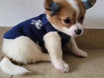 Cachorro Chihuahua llamado Bradley (Cabello largo) – Macho