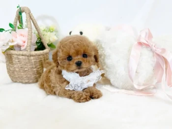 Cachorro Caniche llamado Telma- TOY Hembra