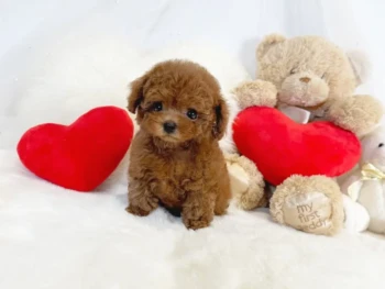 Cachorro Caniche llamado Lola – TOY Hembra