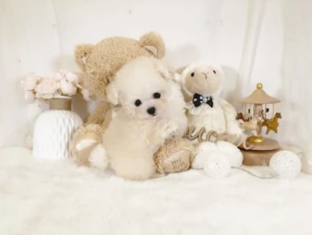 Cachorro Caniche llamado Barbie – TOY Hembra
