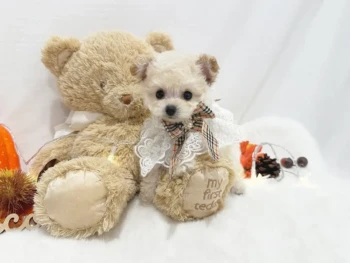Cachorro Caniche llamado Edgar- TOY Macho